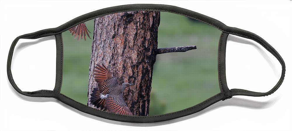 Northern Flicker Face Mask featuring the photograph Flickers in Custers State Park, South Dakota by Natural Focal Point Photography