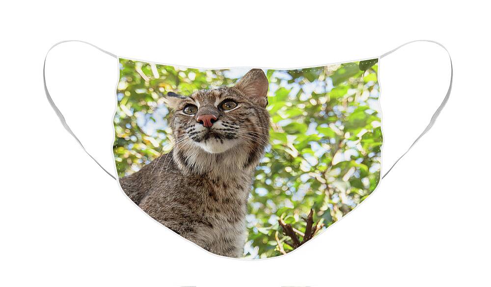 Cat Face Mask featuring the photograph Florida Bobcat by Carolyn Hutchins