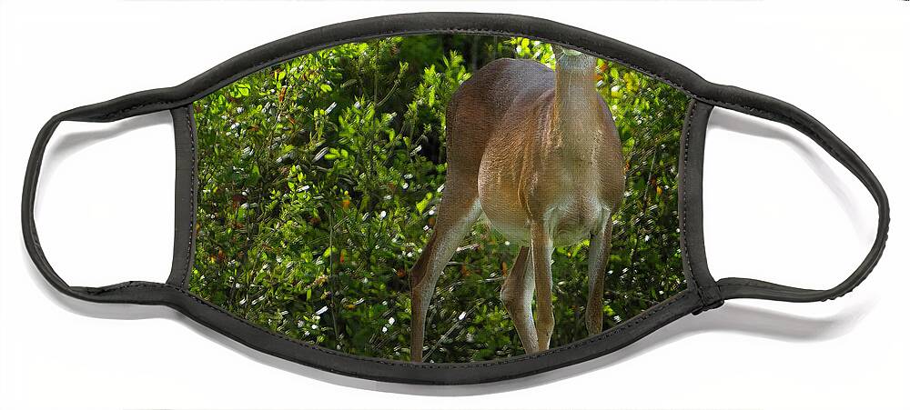 Deer Face Mask featuring the photograph Florida Deer by Larry Marshall