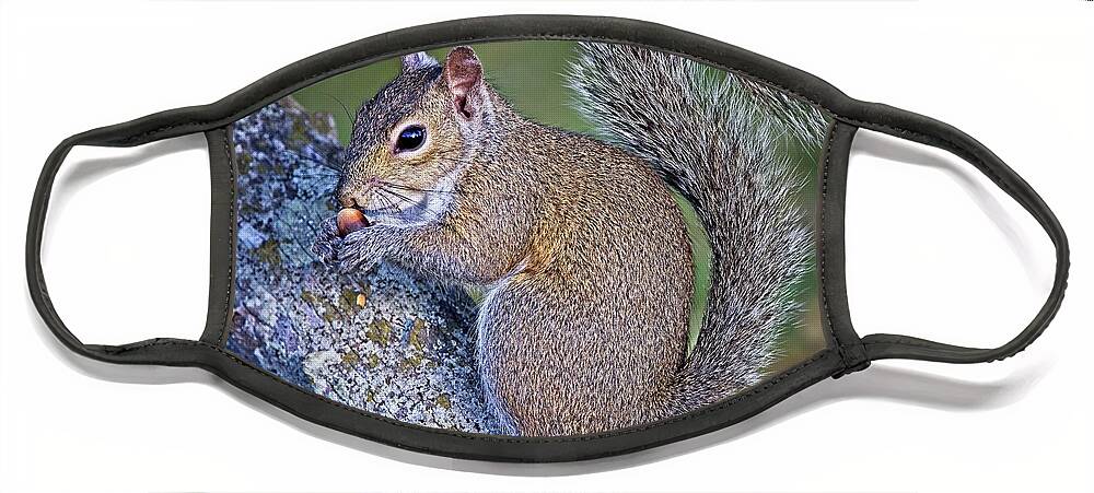 Adorable Face Mask featuring the photograph Florida Gray Squirrel posing with a nut by Ronald Lutz