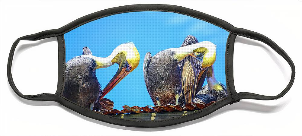 Pelicans Face Mask featuring the photograph Florida pelicans by Alison Belsan Horton