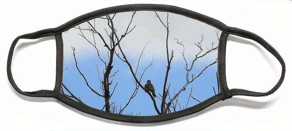 Northern Flicker Face Mask featuring the photograph Fly Away Flickers by Amanda R Wright