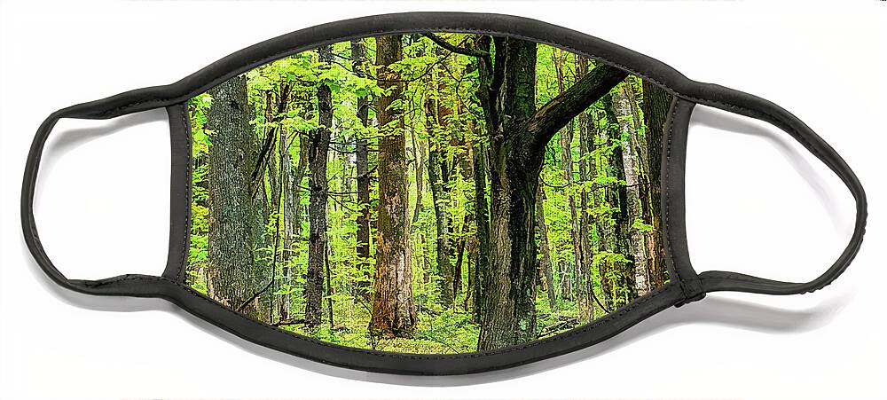 Mountains Face Mask featuring the photograph Forest Floor Spring Trees fx 503 by Dan Carmichael