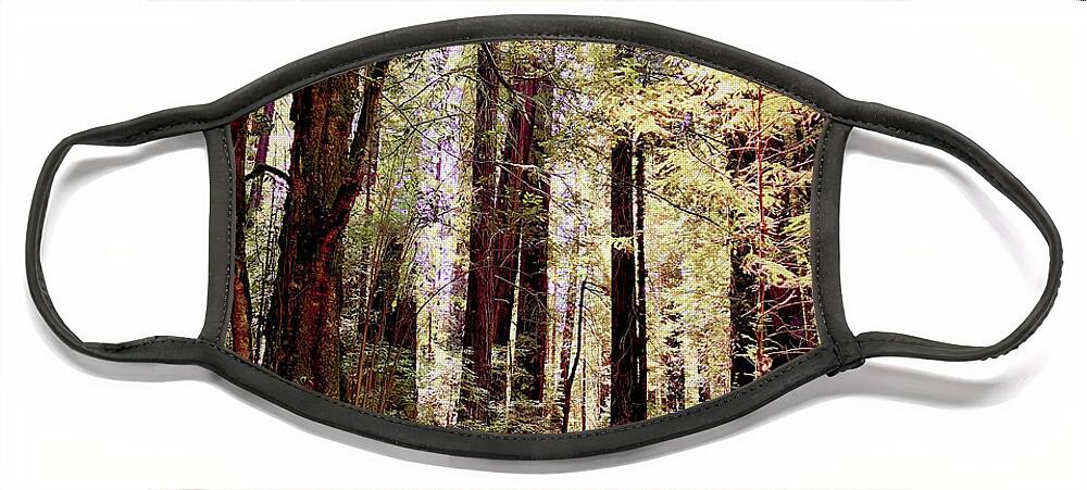 Redwoods. Humboldt County Face Mask featuring the photograph Forest Light by Daniele Smith