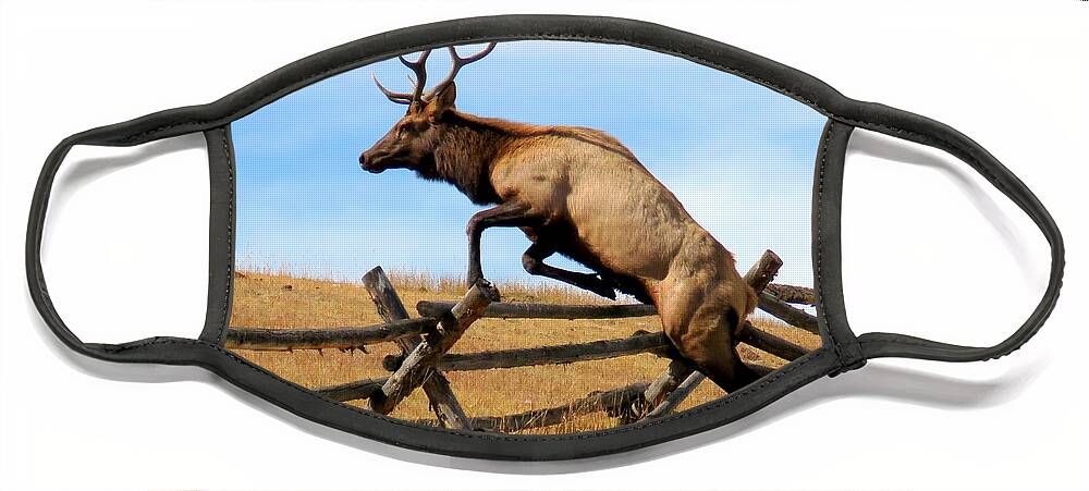 Elk Face Mask featuring the photograph Forever Free by Karen Shackles