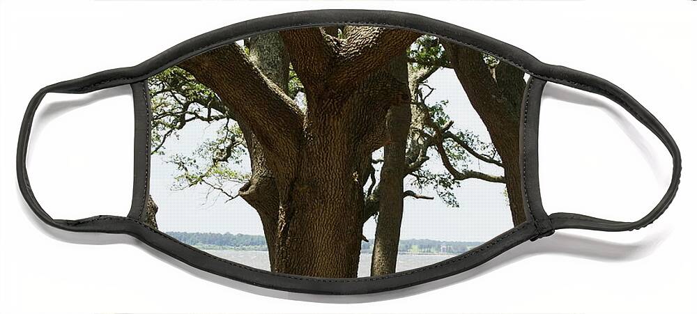  Face Mask featuring the photograph Fort Fisher Oak by Heather E Harman