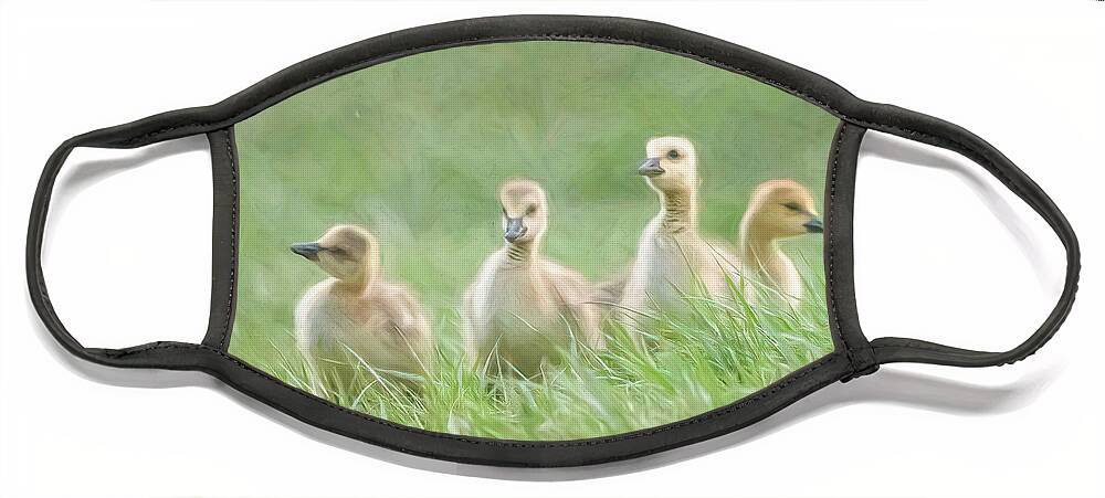 Goslings Face Mask featuring the photograph Four Painted Goslings by Lorraine Cosgrove