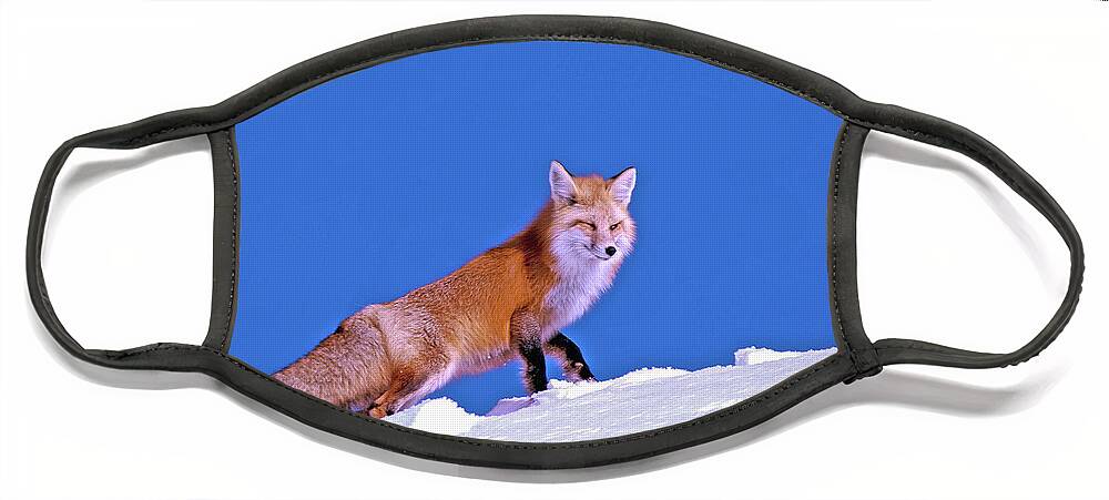Fox Face Mask featuring the photograph Fox In Snow by Gary Beeler