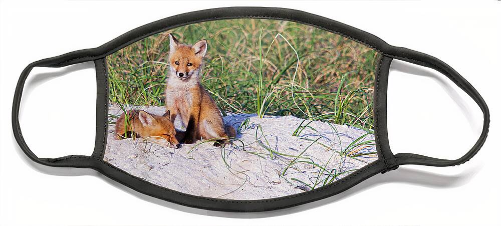 Red Fox Face Mask featuring the photograph Fox Kits on the Crystal Coast of North Carolina by Bob Decker