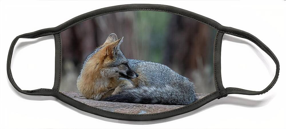 Fox Face Mask featuring the photograph Fox Nap Time by Randy Robbins