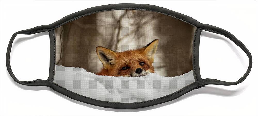 Red Fox Face Mask featuring the photograph Fox resting on roof by Stephen Sloan