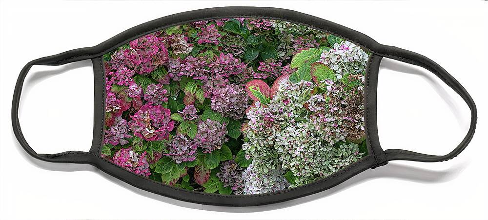 Flowers Face Mask featuring the photograph French Hydrangeas by Lisa Chorny