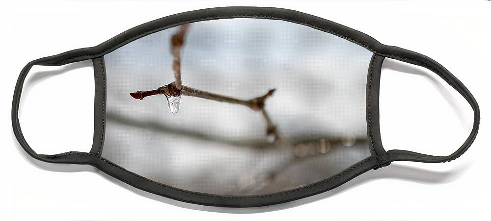 Photo Face Mask featuring the photograph Frozen Twig by Evan Foster