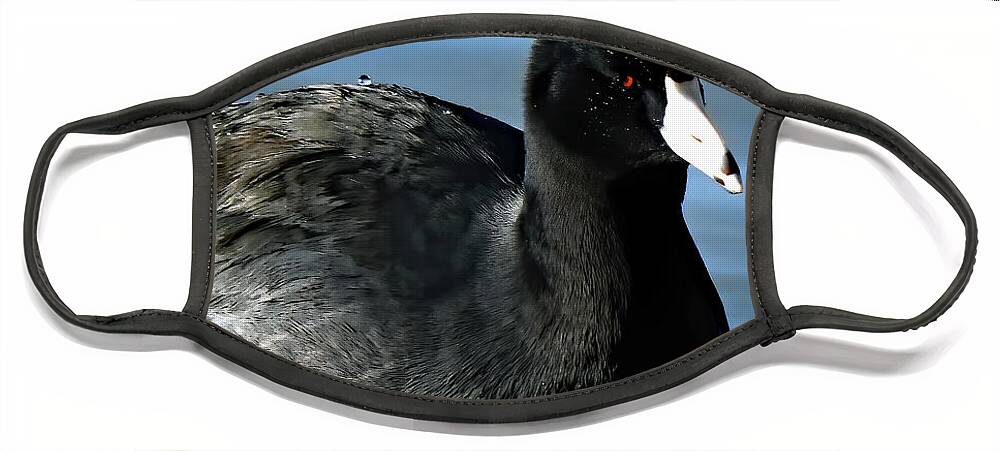 Usa Face Mask featuring the photograph Fulica On Water by Jennifer Robin