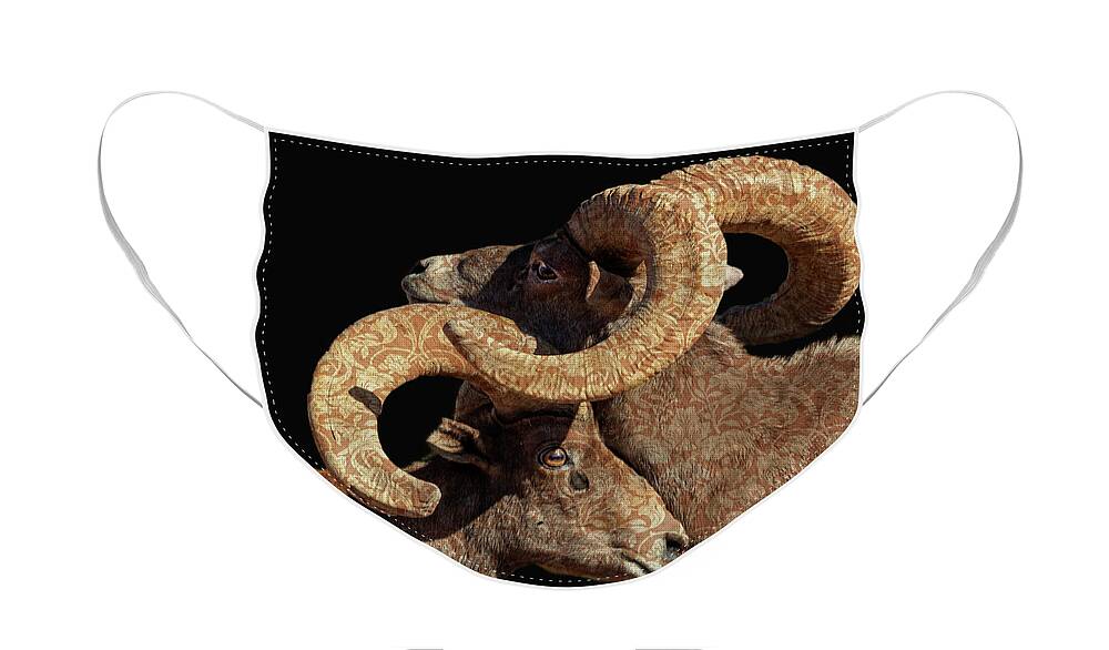 Bighorn Sheep Face Mask featuring the photograph Full Curl by Mary Hone