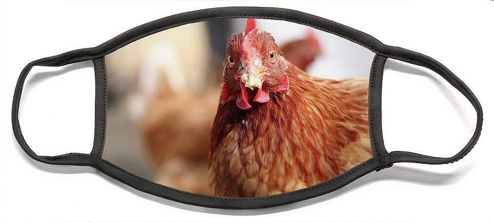 Salute Face Mask featuring the photograph Funny expression of domestic hen on the garden by Vaclav Sonnek