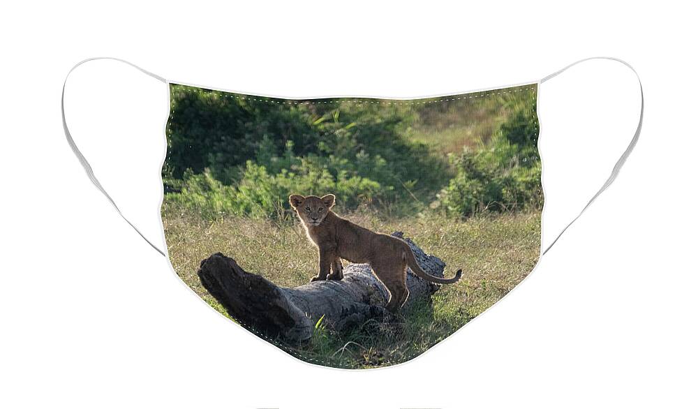 Africa Face Mask featuring the photograph Future Lion King by Mary Lee Dereske
