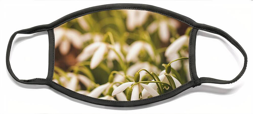 Europe Face Mask featuring the photograph Galanthus nivalis at sunset by Vaclav Sonnek