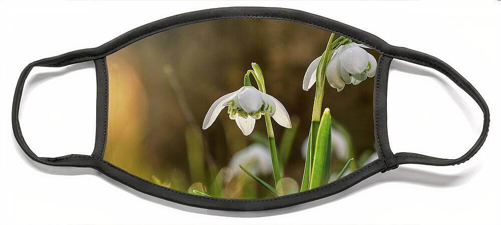 Galanthus Nivalis Face Mask featuring the photograph Galanthus Nivalis grows on garden and shoot in backlight. Yellow backlight. Sunshine on leaves. Spring flower. First beauty after winter by Vaclav Sonnek