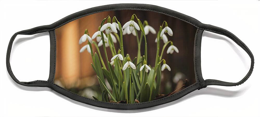 Europe Face Mask featuring the photograph Galanthus nivalis - spring fairytale awakening by Vaclav Sonnek