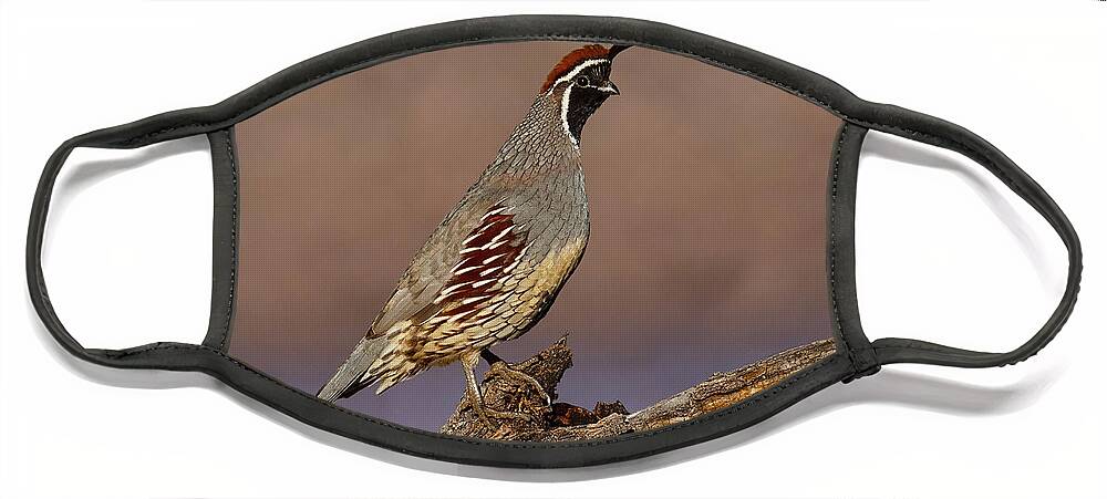 Animal Face Mask featuring the photograph Gambel's Quail Perched on a Branch by Jeff Goulden