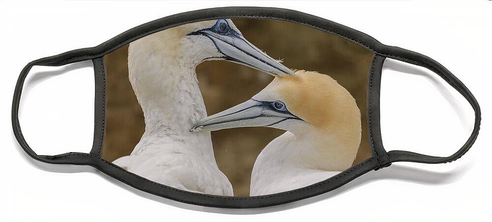 Gannet Face Mask featuring the photograph Gannets 4 by Werner Padarin