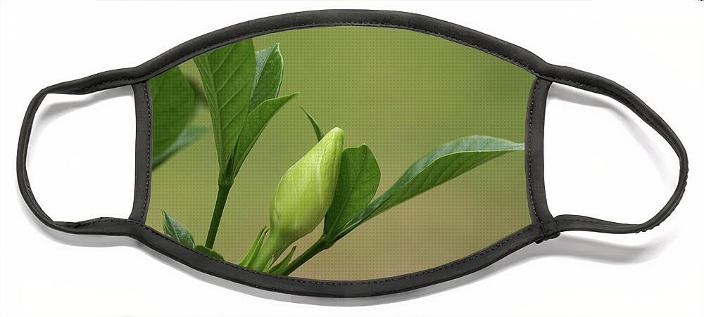 Face Mask featuring the photograph Gardenia Bud by Heather E Harman