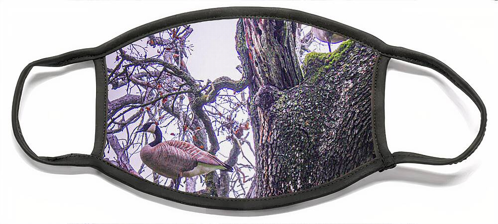 Geese Face Mask featuring the photograph Geese in a Tree by Sally Bauer