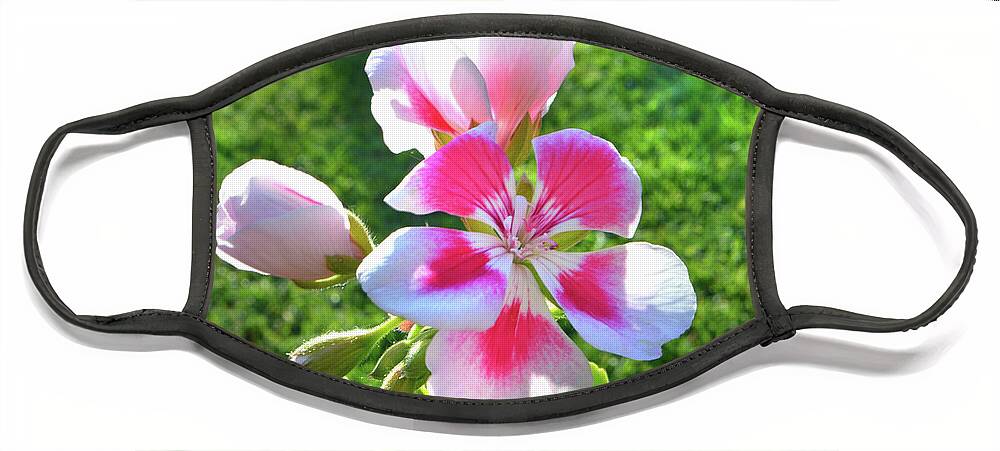 Geraniums Face Mask featuring the photograph Geraniums In Sunlight. by Terence Davis