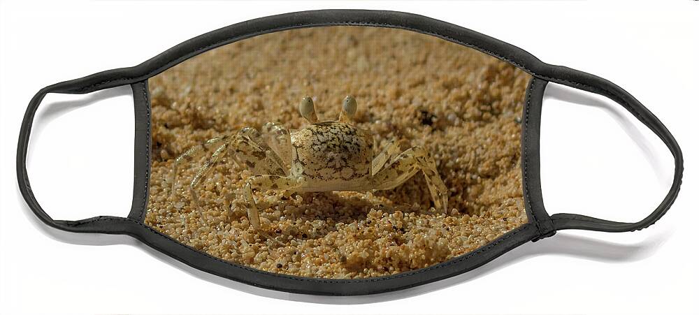 Pallid Ghost Crab Face Mask featuring the photograph Ghost Crab at Home by Nancy Gleason