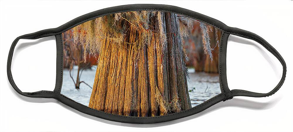 2021 Face Mask featuring the photograph Giant Bald Cypress Tree by Tim Stanley