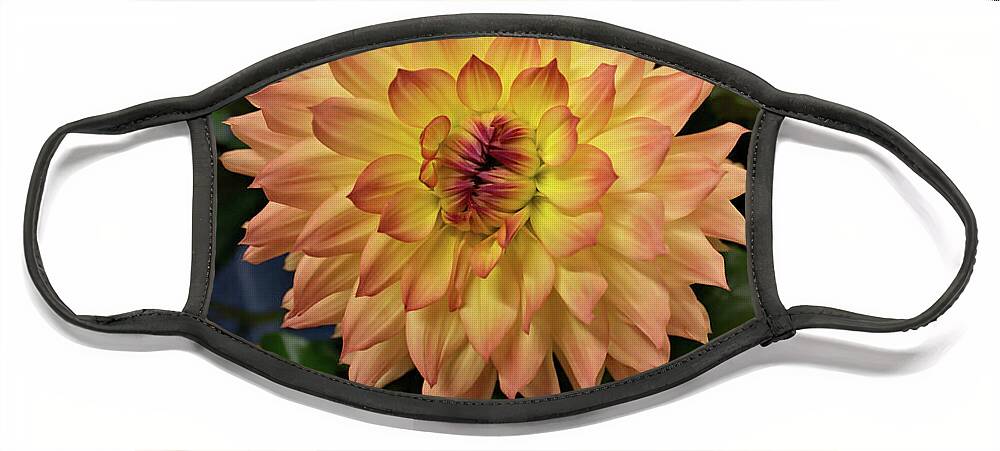 Flower Face Mask featuring the photograph Giant Dahlia by Loyd Towe Photography