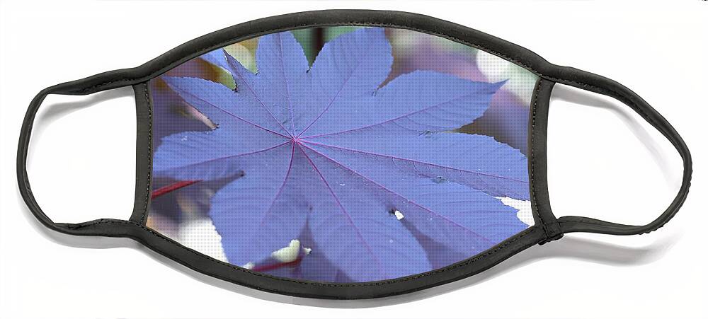 Castor Bean Plant Face Mask featuring the photograph Giant Purple Leaves by Mingming Jiang