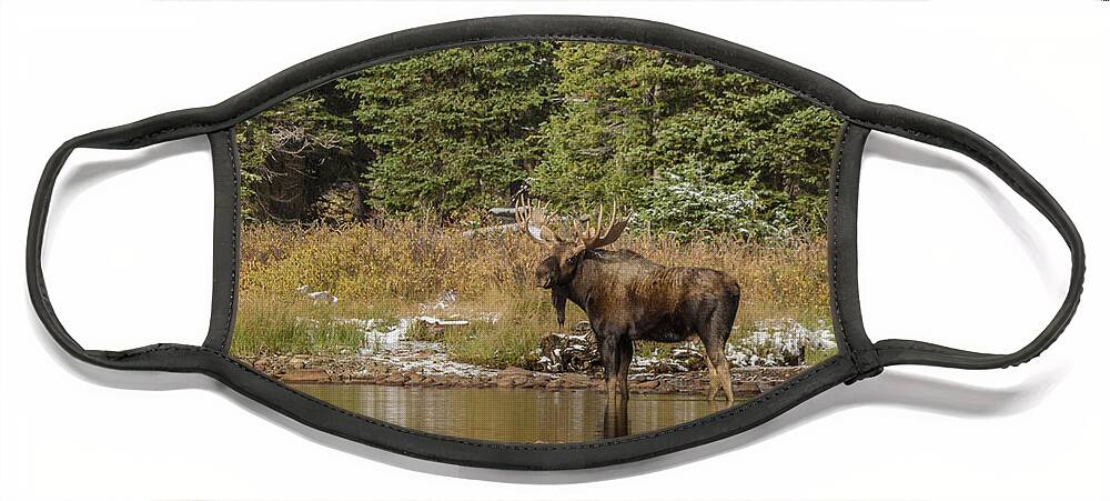 Moose Face Mask featuring the photograph Glimpse of a Moose by Linda Villers