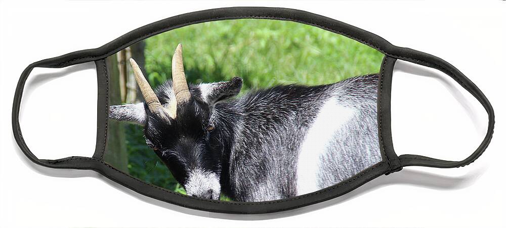 Goat Face Mask featuring the photograph Goat With An Attitude by Demetrai Johnson