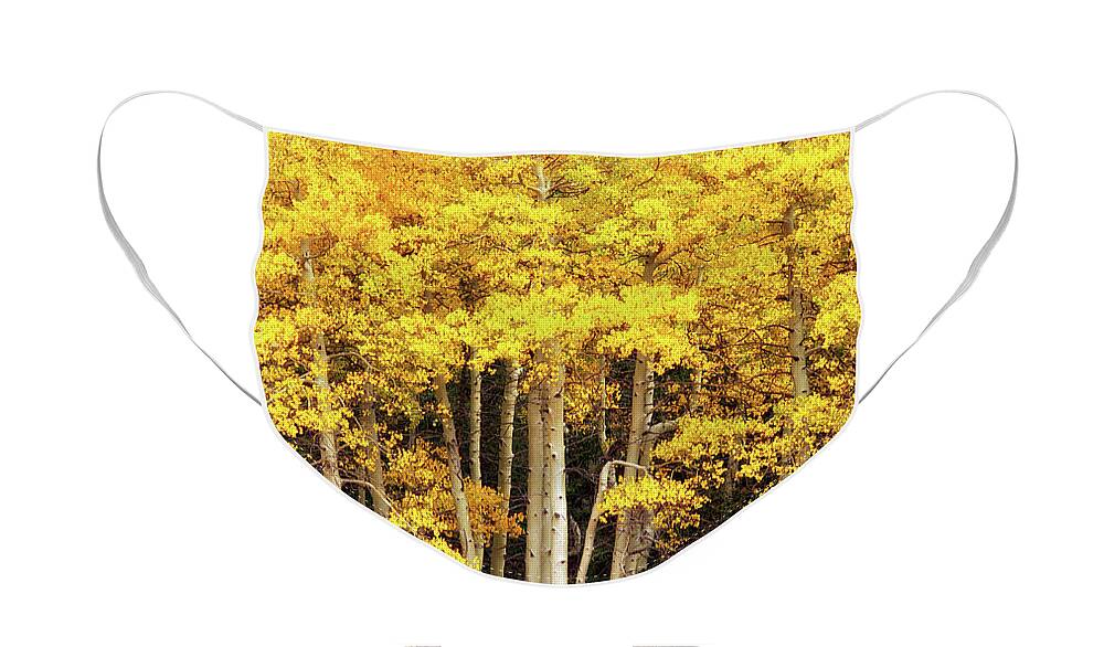 Fall Face Mask featuring the photograph Gold Aspen Trees by Bob Falcone