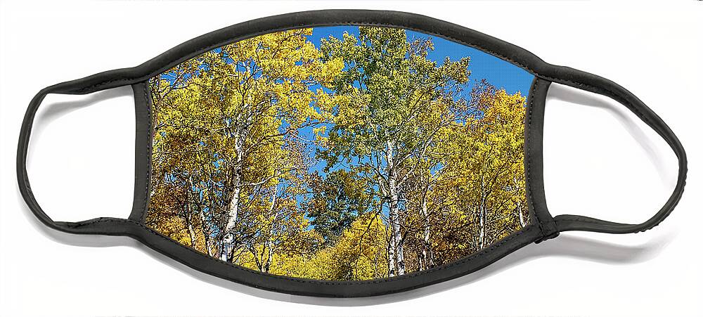 Golden Trees Face Mask featuring the photograph Golden Leaved Trees Black Hills by Cathy Anderson