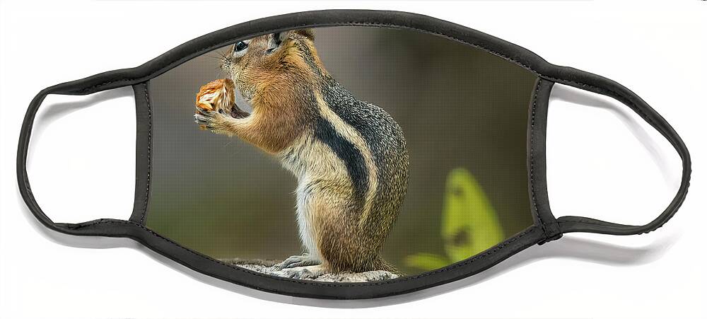 Golden-mantled Ground Squirrel Face Mask featuring the photograph Golden-Mantled Ground Squirrel by Debra Martz