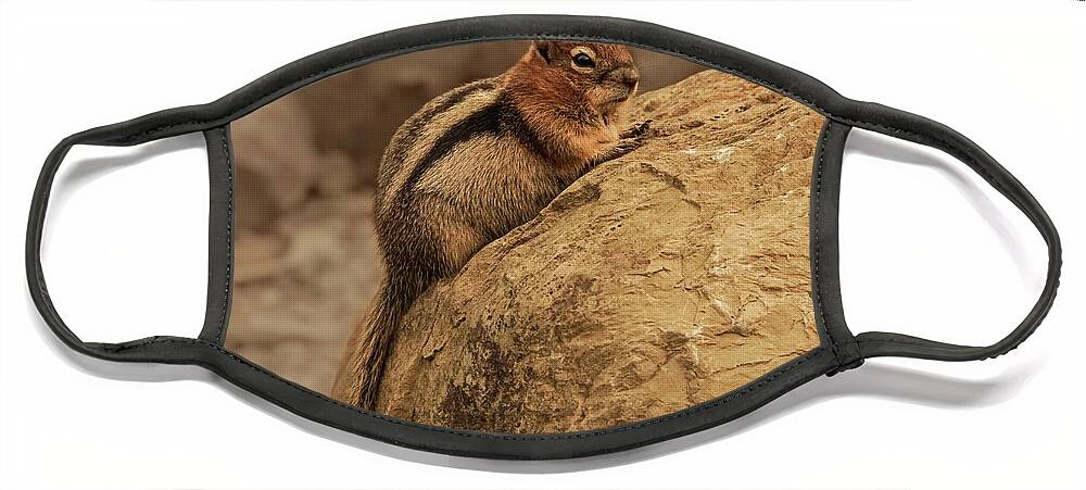 Squirrel Face Mask featuring the photograph Golden-mantled Ground Squirrel Perched on a Rock by Nancy Gleason