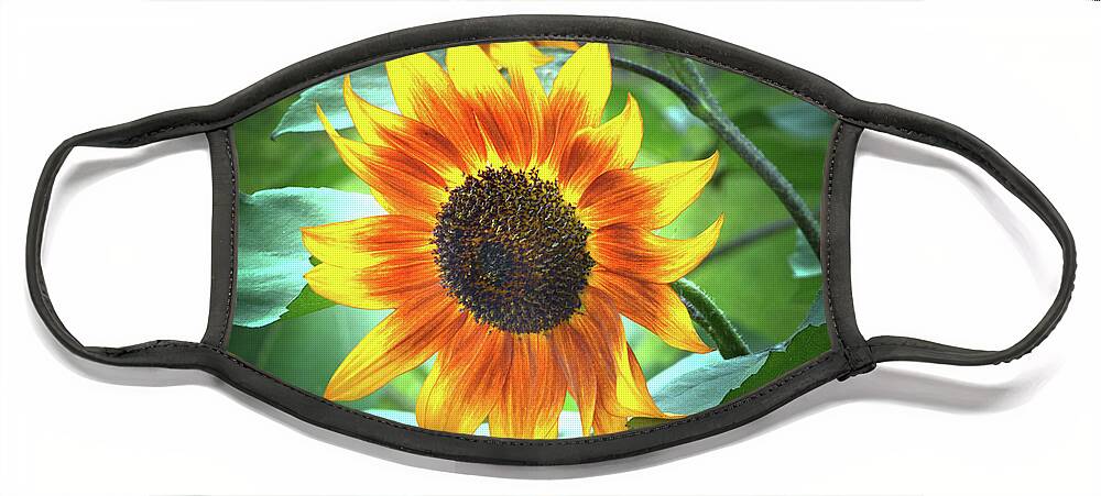 Sunflowers Face Mask featuring the photograph Golden Sunflower by Terence Davis