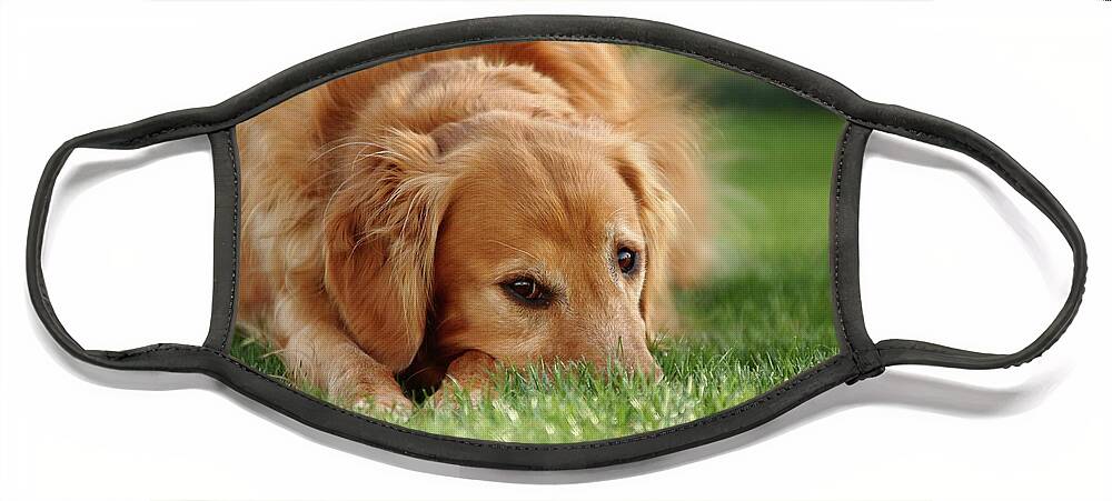 Dog Face Mask featuring the photograph Grassy Golden by Lens Art Photography By Larry Trager