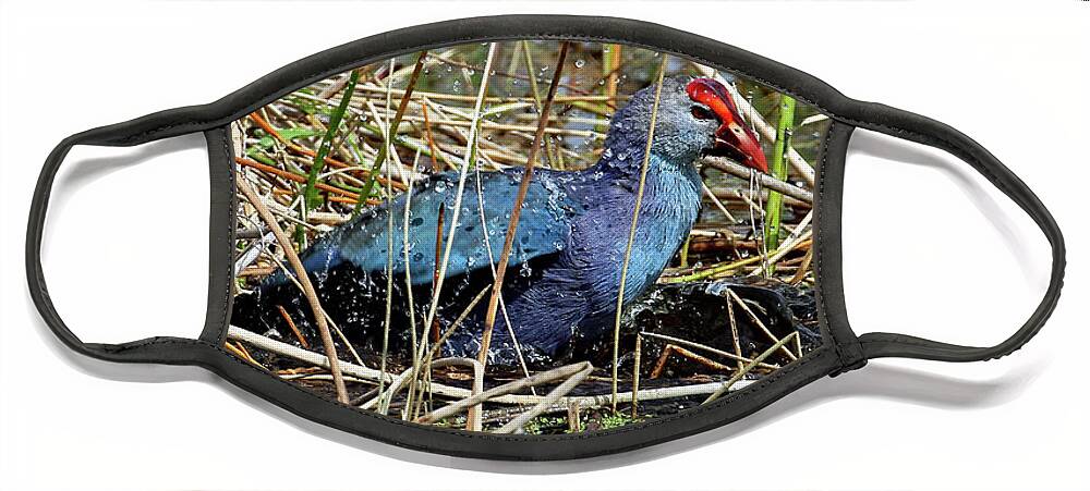 Florida Face Mask featuring the photograph Gray Head Bathing by Jennifer Robin