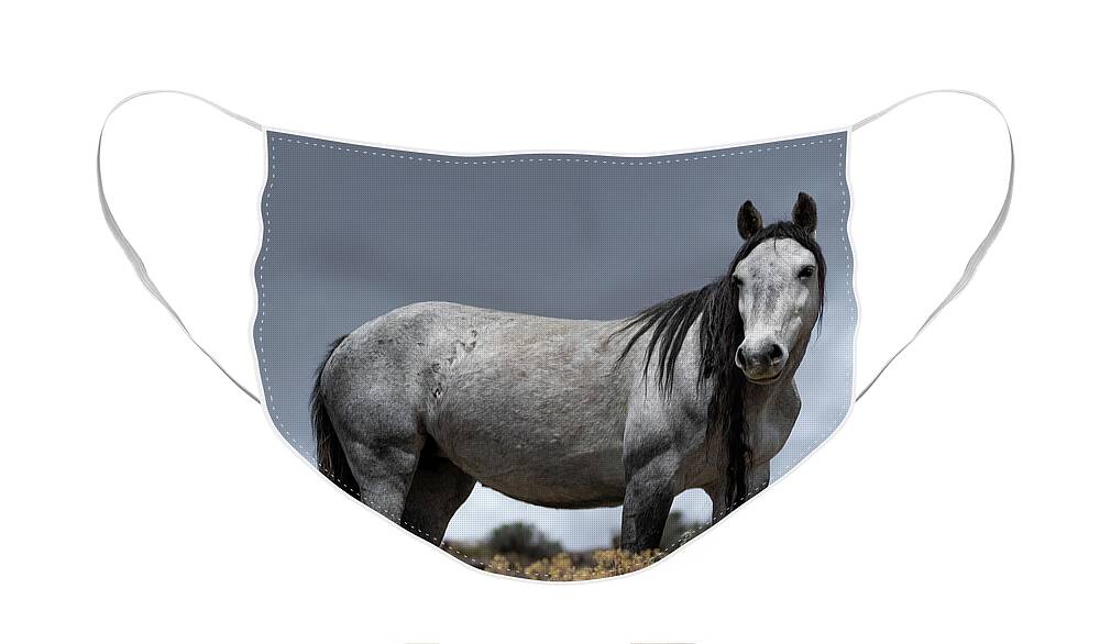 Wild Horse Face Mask featuring the photograph Gray Mare by Mary Hone