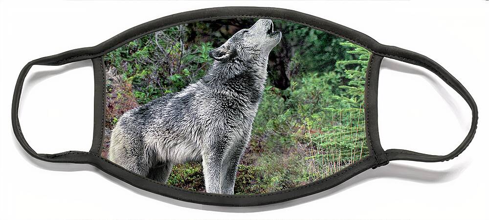 Gray Wolf Face Mask featuring the photograph Gray Wolf Howling Endangered Species Wildlife Rescue by Dave Welling
