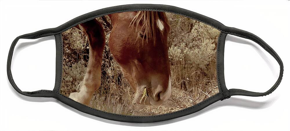 Horses Face Mask featuring the photograph Grazing by Karen Shackles