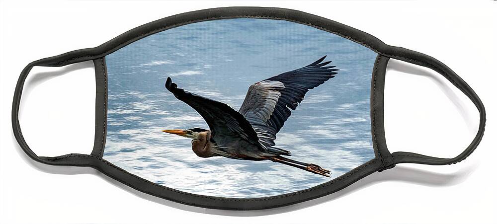 Great Face Mask featuring the photograph Great Blue Heron In Flight by Beachtown Views