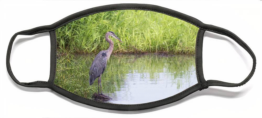 Great Blue Heron Face Mask featuring the photograph Great Blue Heron in Profile by Susan Rissi Tregoning