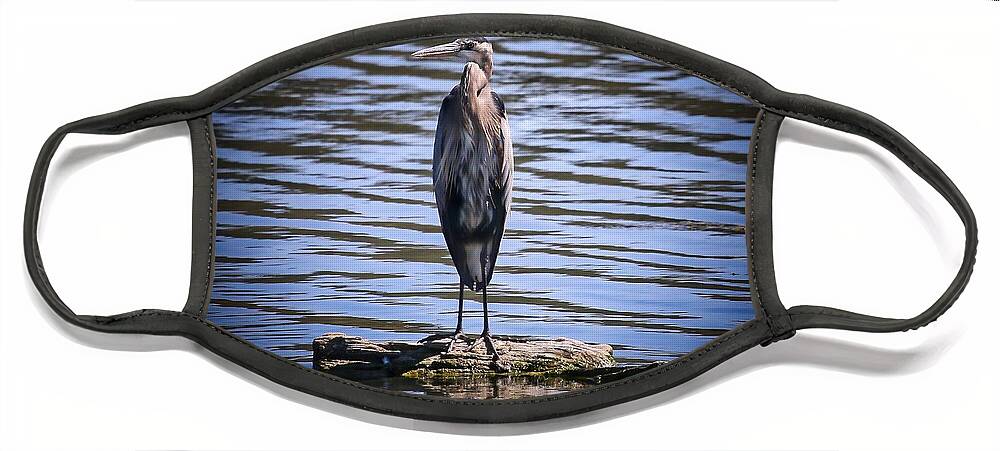 Heron Face Mask featuring the photograph Great Blue Heron by Veronica Batterson