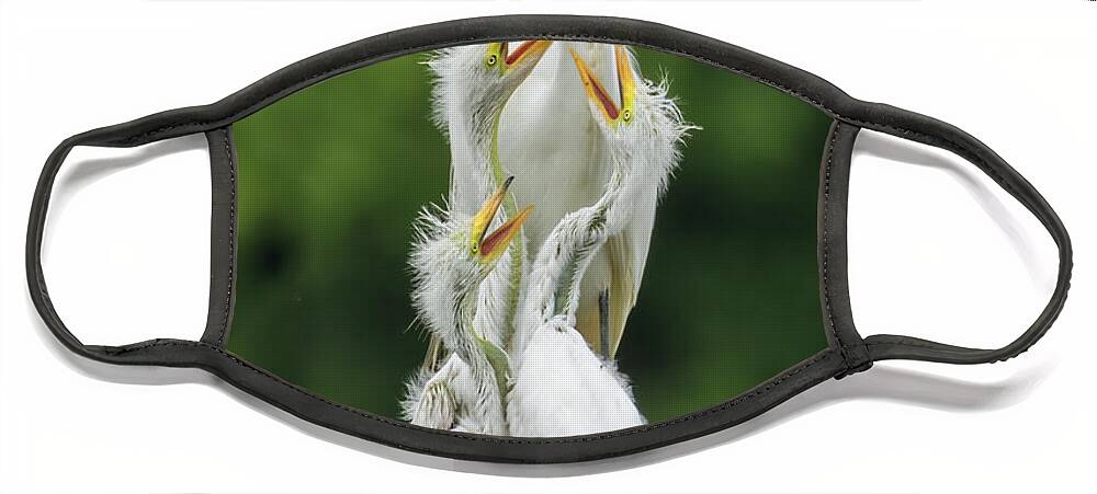 Great Egret Face Mask featuring the photograph Great Egret Feeding Time by Jurgen Lorenzen