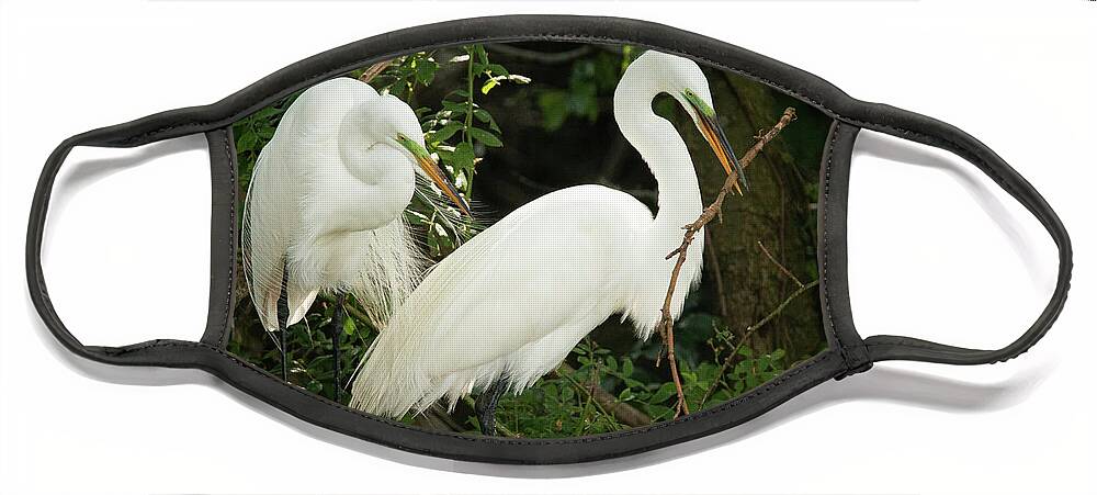Wildlife Face Mask featuring the photograph Great Egret Pair Nest Building by Kristia Adams